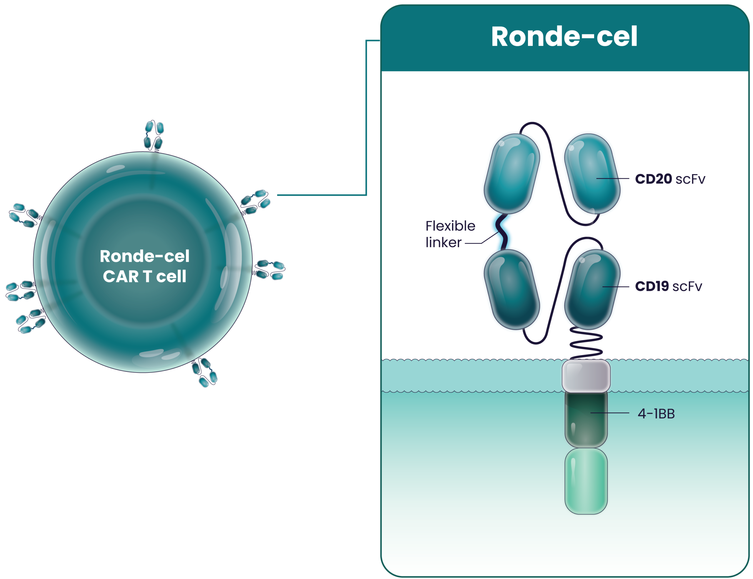 Illustration of the Ronde-Cel CAR T cell showing the dual-targeting CAR construct highlighting the CD20 and CD19 scFv domains, a flexible linker, and 4-1BB domain.