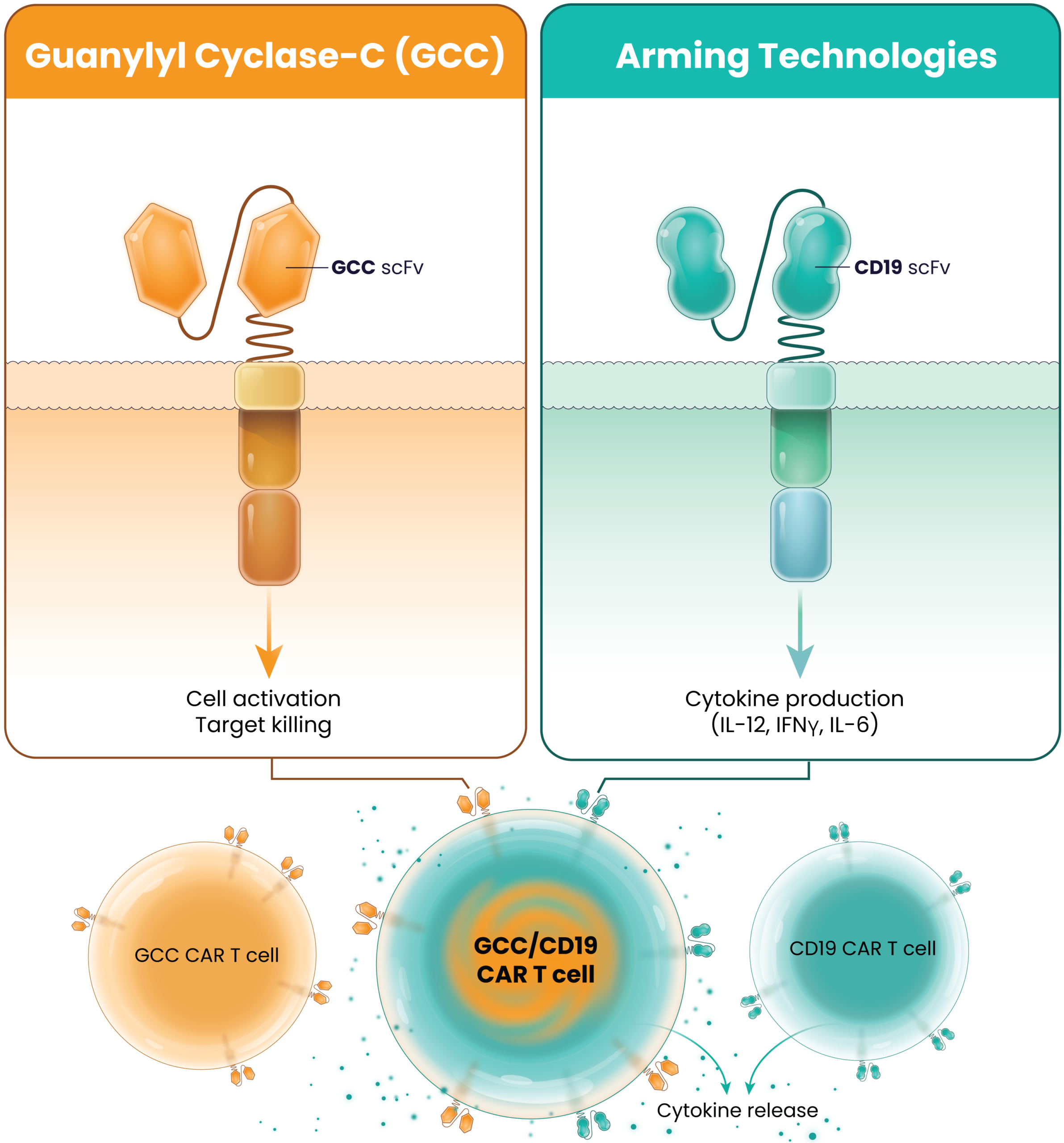 Illustration of the LYL273 guanylyl cyclase-C (GCC)/CD19 CAR T cells releasing cytokines. Two zoomed in insets show the closeup details of both constructs: the GCC- and the CD19-CAR’s respective scFv domains.